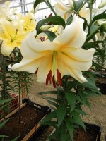 [4193 Santini VWS No02.JPG]